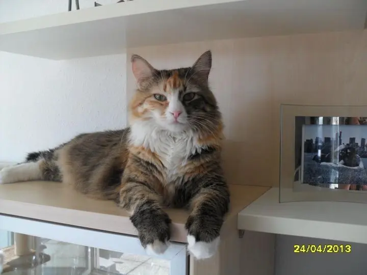 Andachtsbild von Hanne mit Kony im Herzen