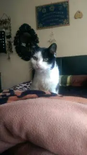 Andachtsbild von Cev Orak