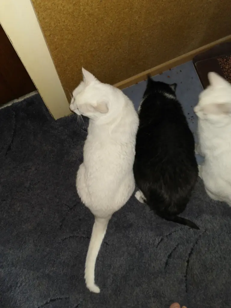 Andachtsbild von Marion