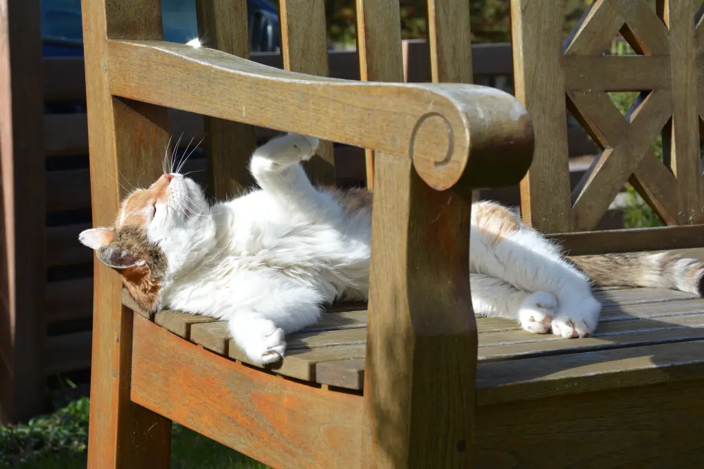 Condolence image of Sabine mit Mimmi im Herzen