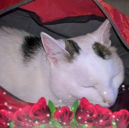 Condolence image of Corinna Koster