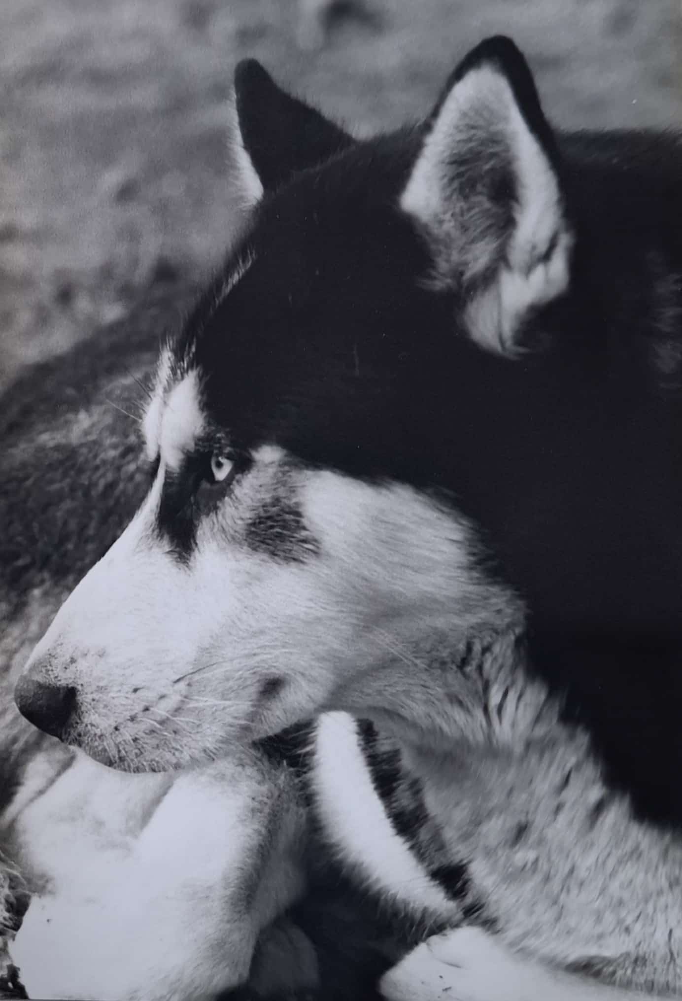 Image from Sternchen