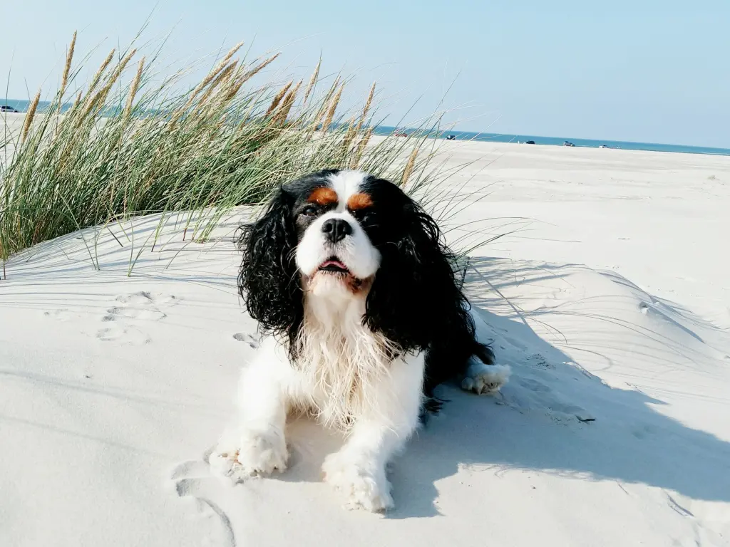 Condolence image of Annika