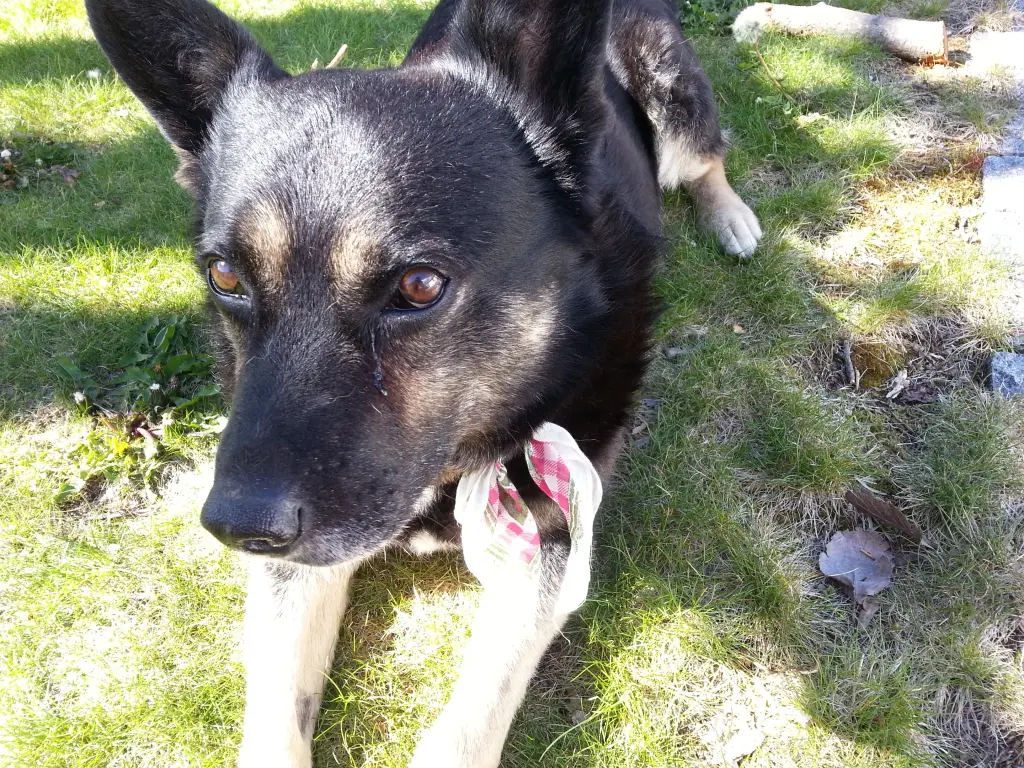 Andachtsbild von Ulrike mit Seelenhund Murphy