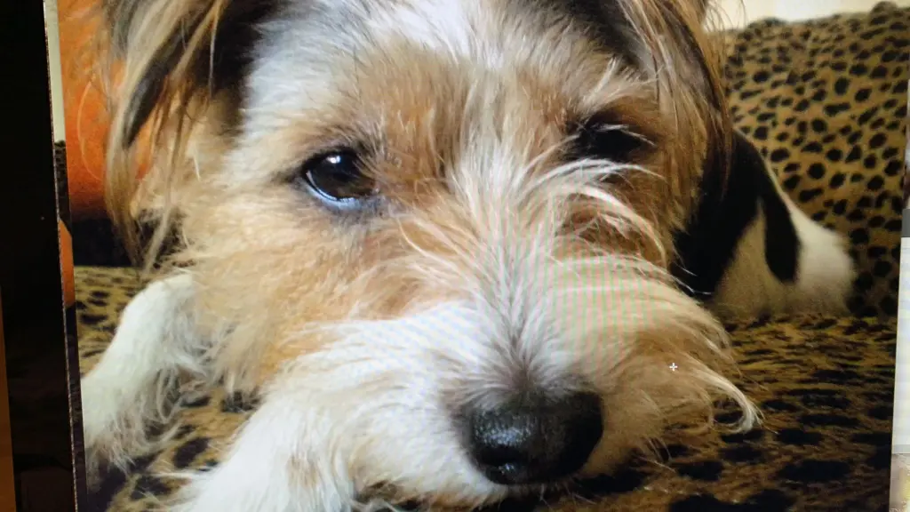 Condolence image of Pasquale  Mottola