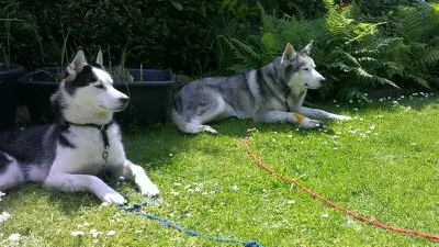 Bild von Pica