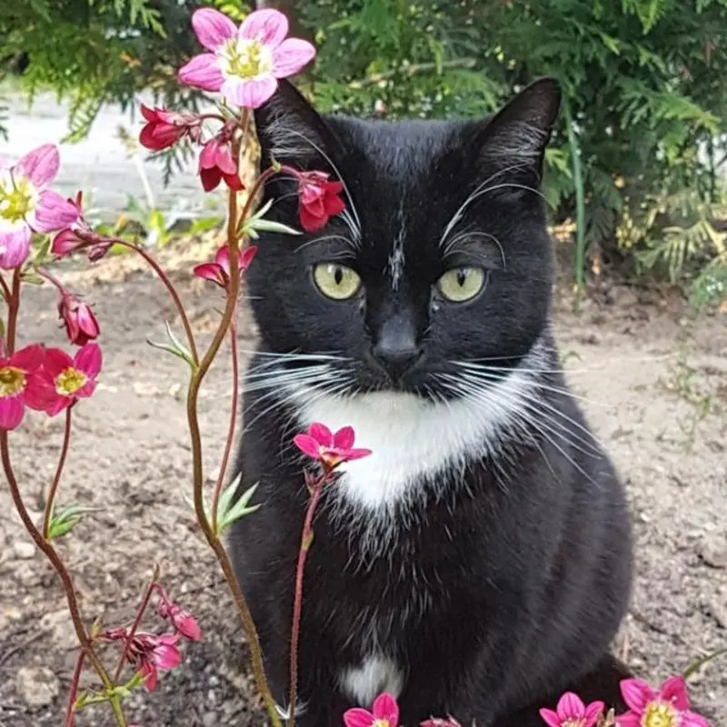 Condolence image of Carmen, Ravis Mama