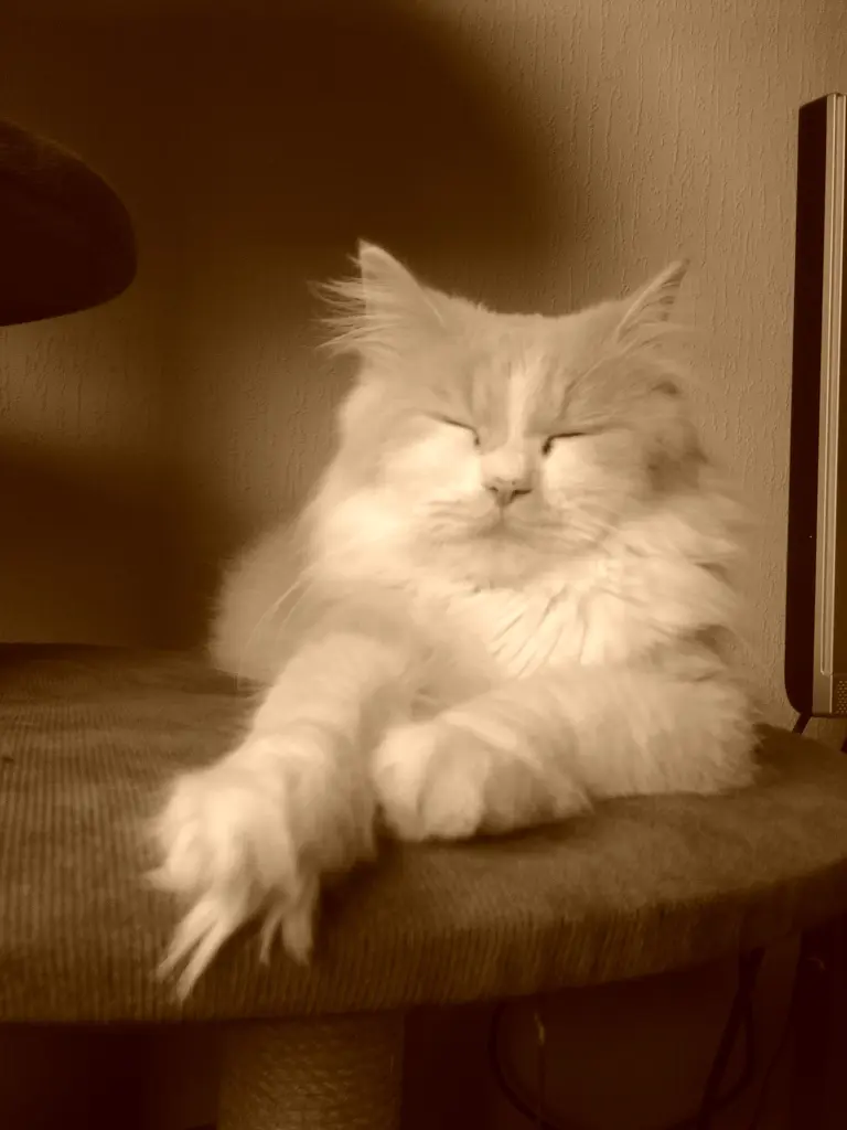 Condolence image of Petra vom Sternenkind Leo