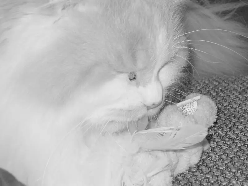 Condolence image of Petra vom Sternenkind Leo