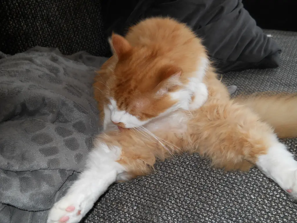 Condolence image of Petra vom Sternenkind Leo