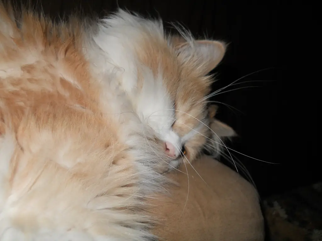 Condolence image of Petra vom Sternenkind Leo