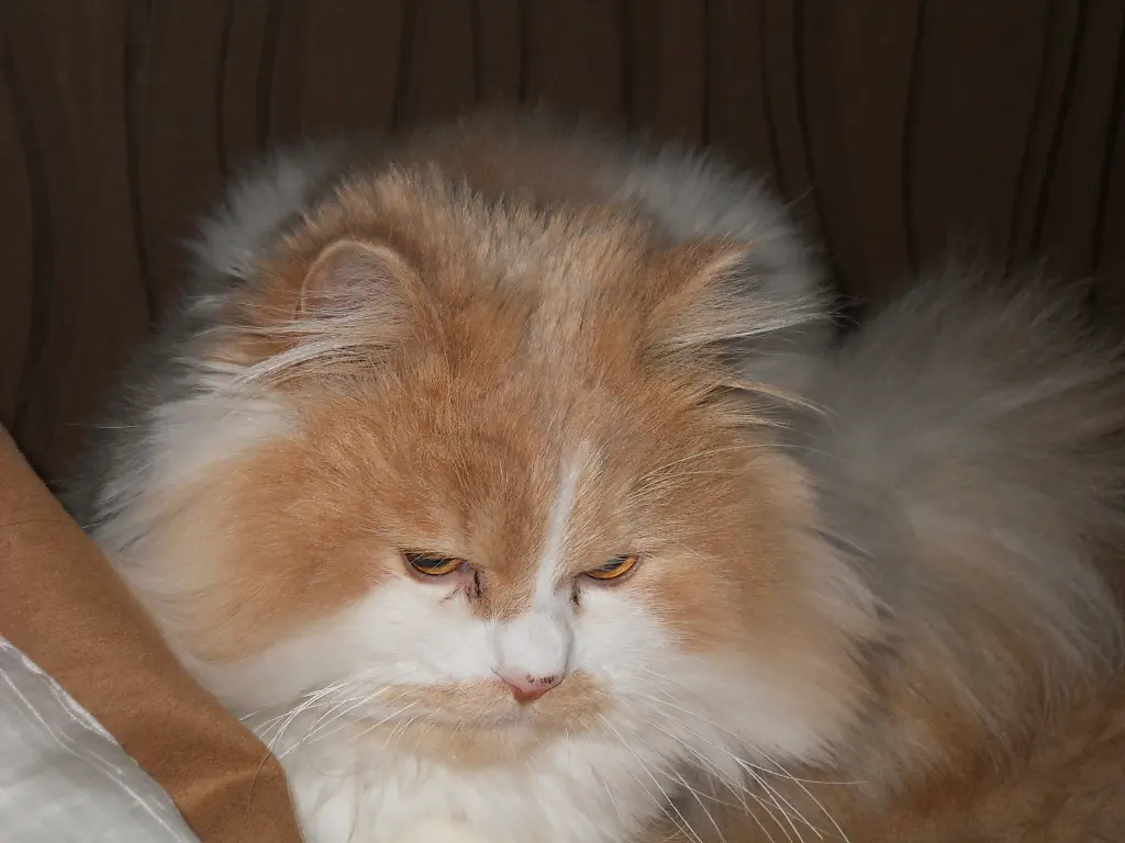 Condolence image of Petra vom Sternenkind Leo