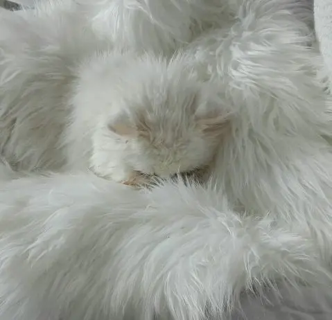 Condolence image of Carmen, Ravis Mama