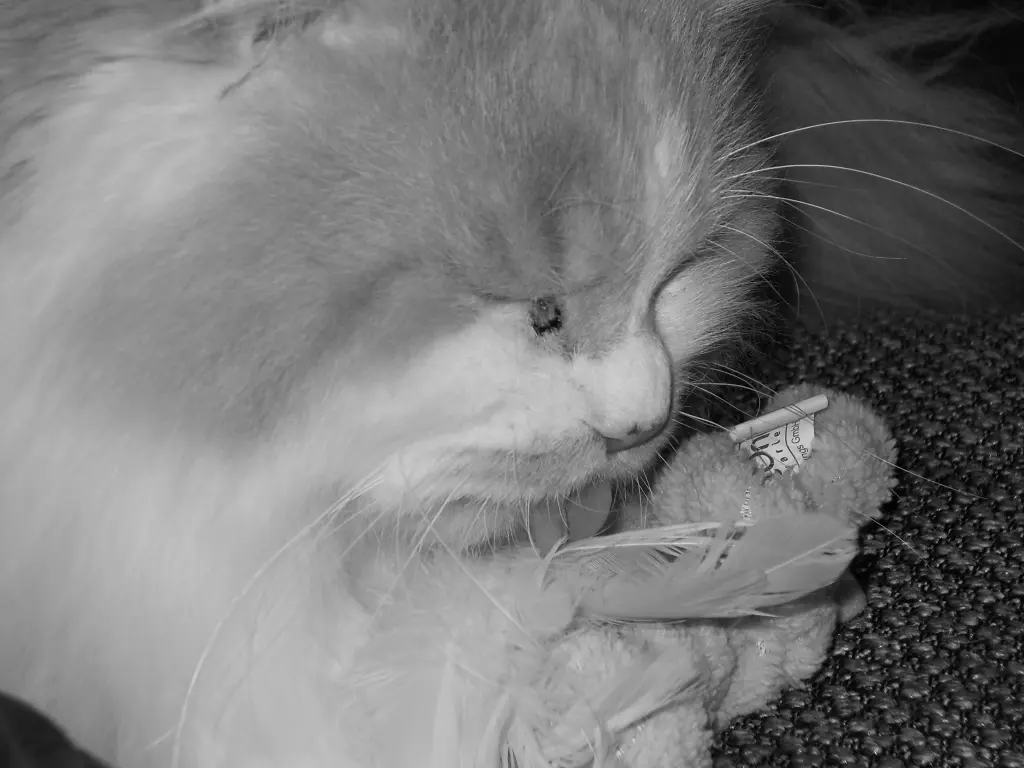 Condolence image of Petra vom Sternenkind Leo