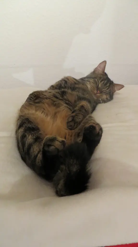 Condolence image of Carmen, Ravis Mama