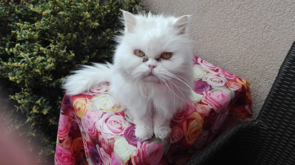 Condolence image of Renate