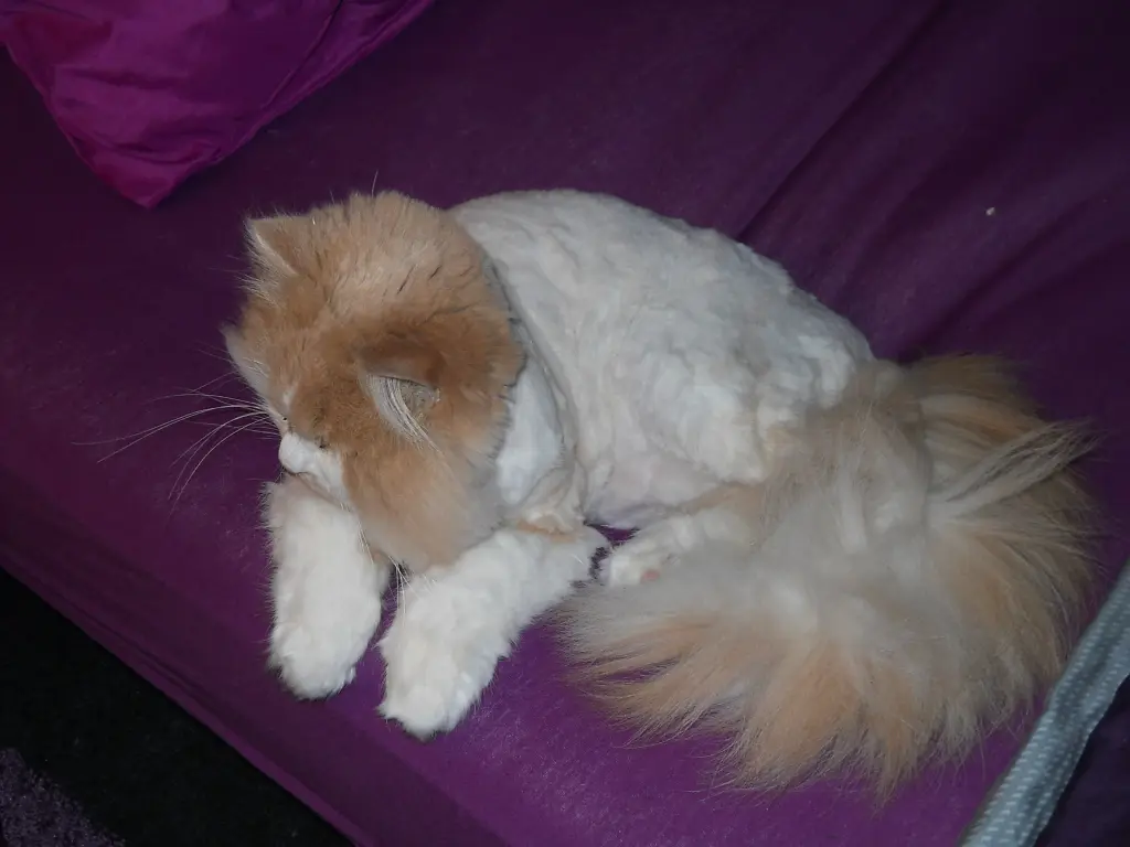 Condolence image of Petra vom Sternenkind Leo