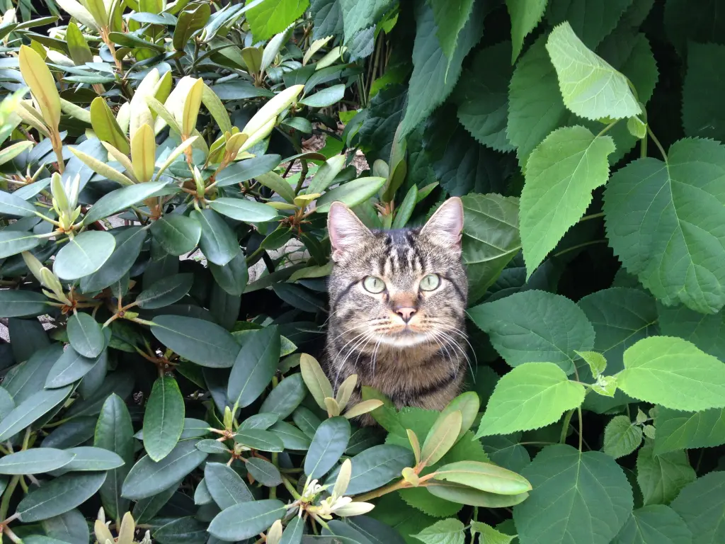 Condolence image of Carmen, Ravis Mama