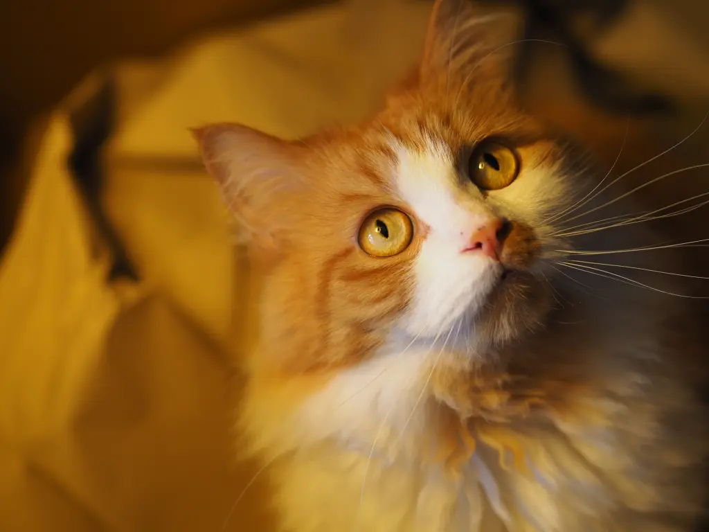 Condolence image of Petra vom Sternenkind Leo