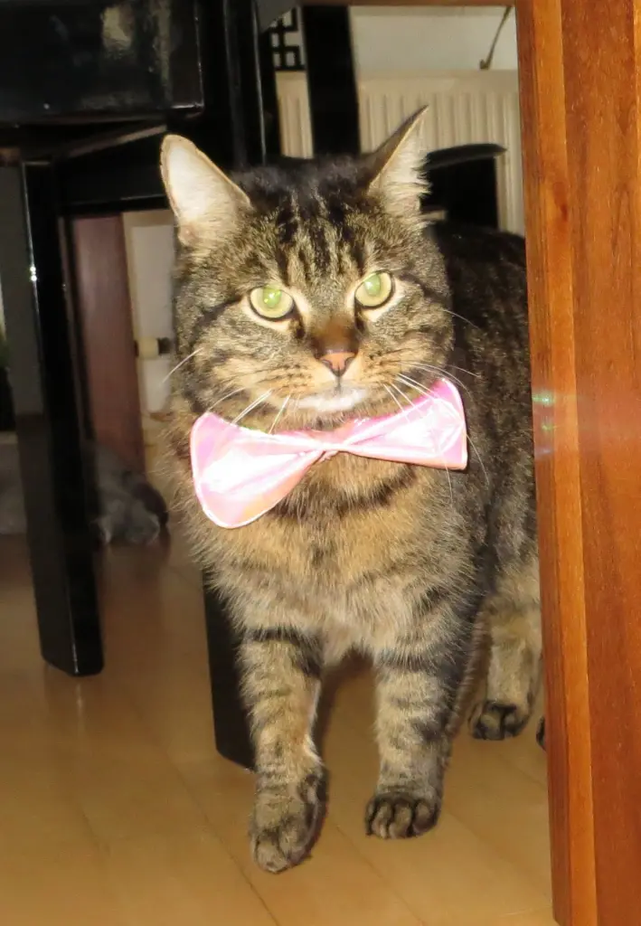 Condolence image of Ravis Mama 