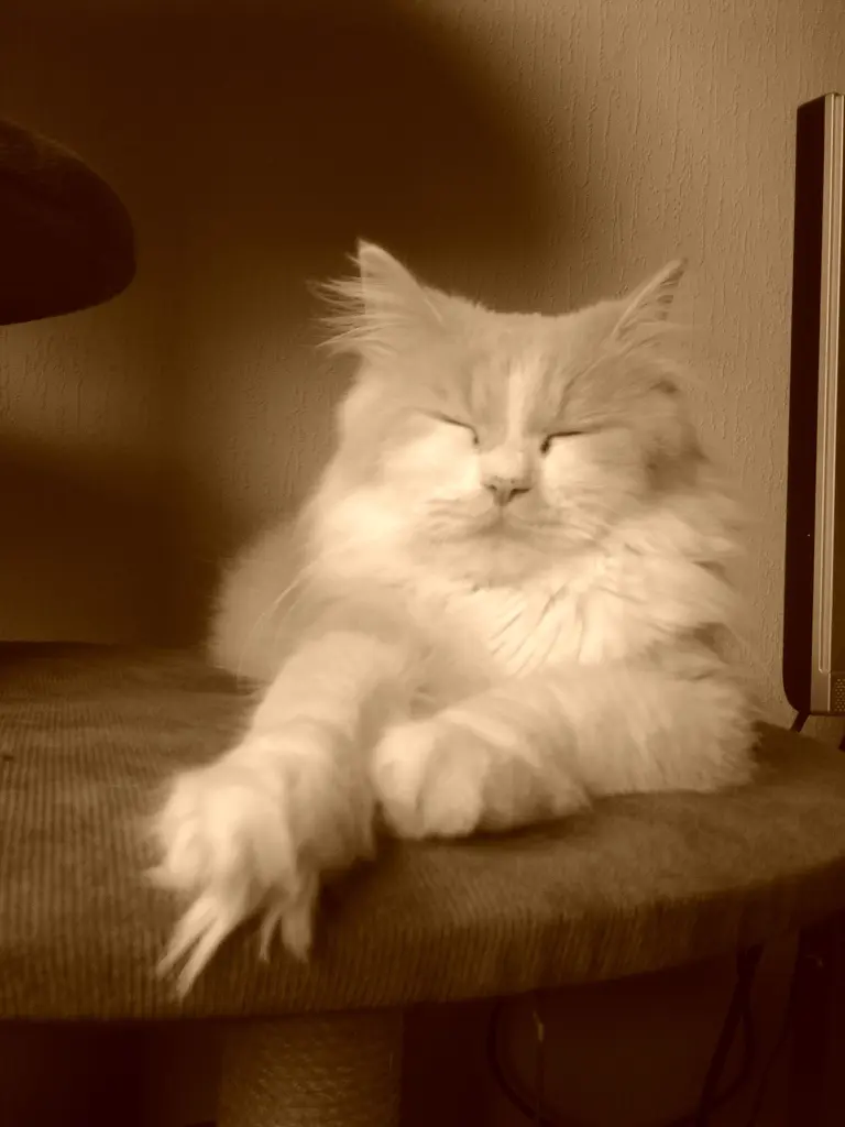 Condolence image of Petra vom Sternenkind Leo 