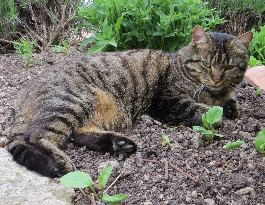 Condolence image of Carmen, Ravis Mama