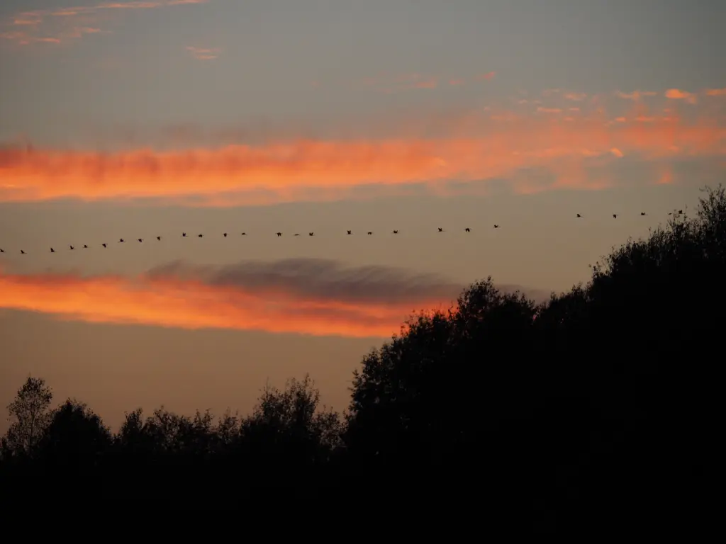 Condolence image of Petra vom Sternenkind Leo