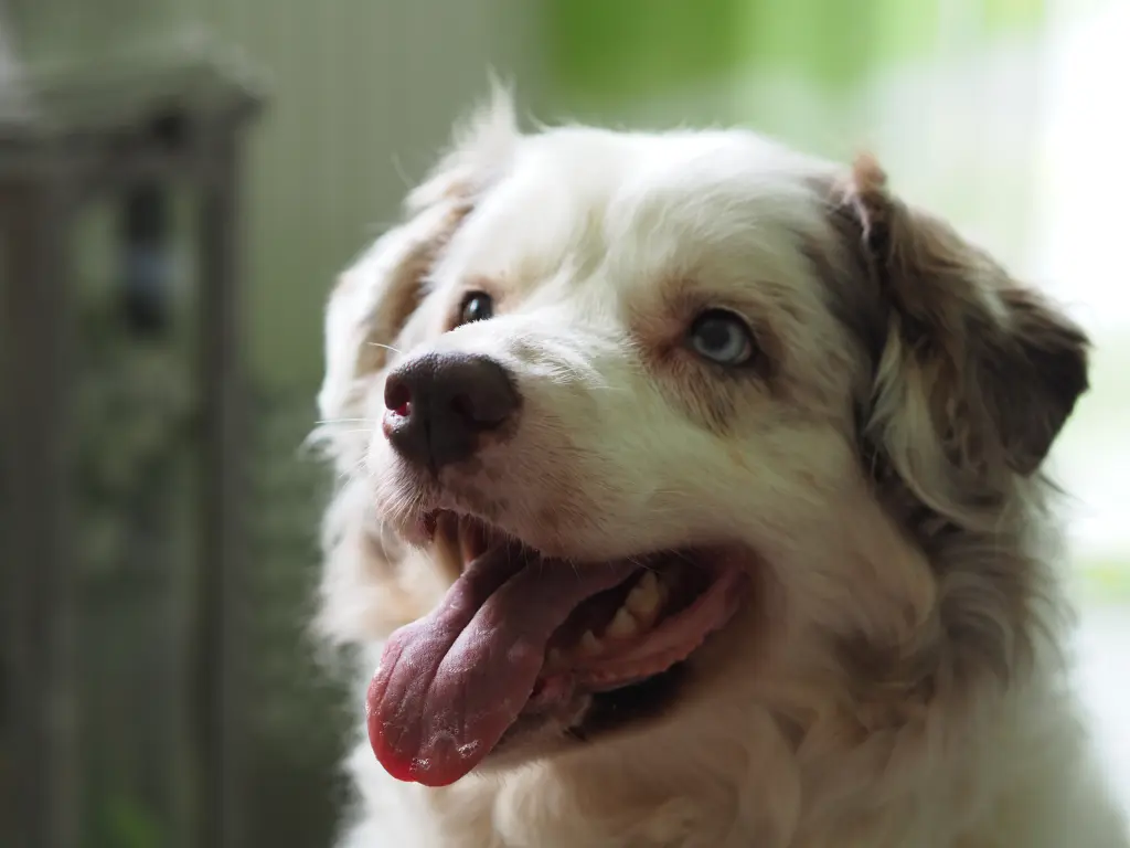 Condolence image of Petra vom Sternenkind Leo