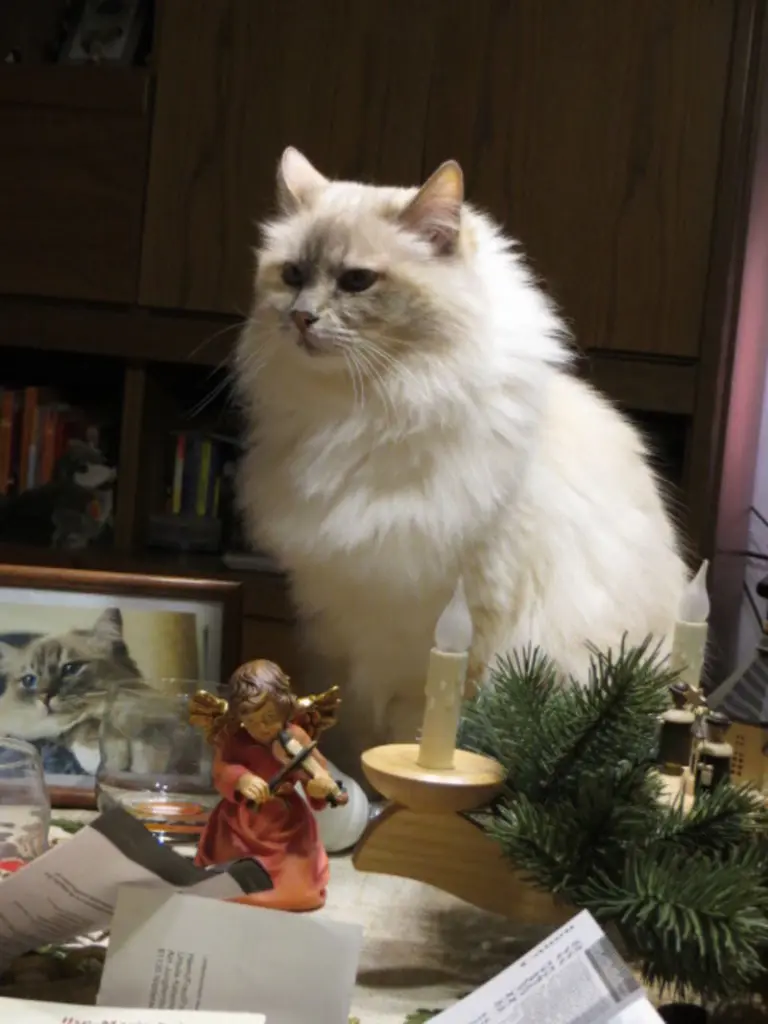 Condolence image of Heilig Abend im  Regenbogenland