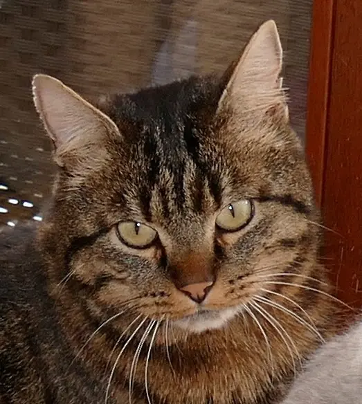 Condolence image of Carmen, Mario und Sternenbub Ravi