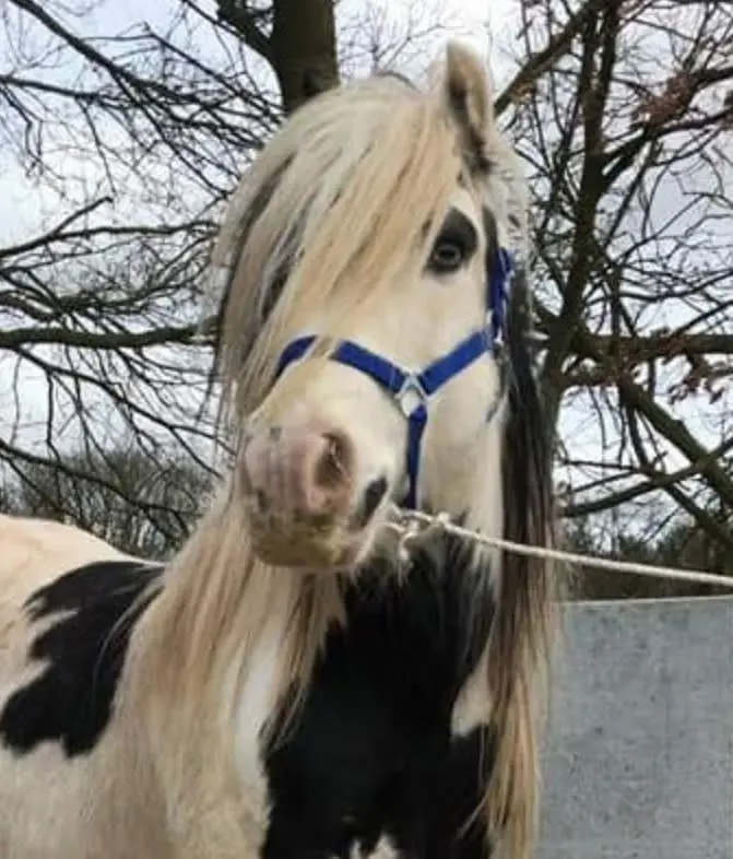 Condolence image of Carmen und Ravi 