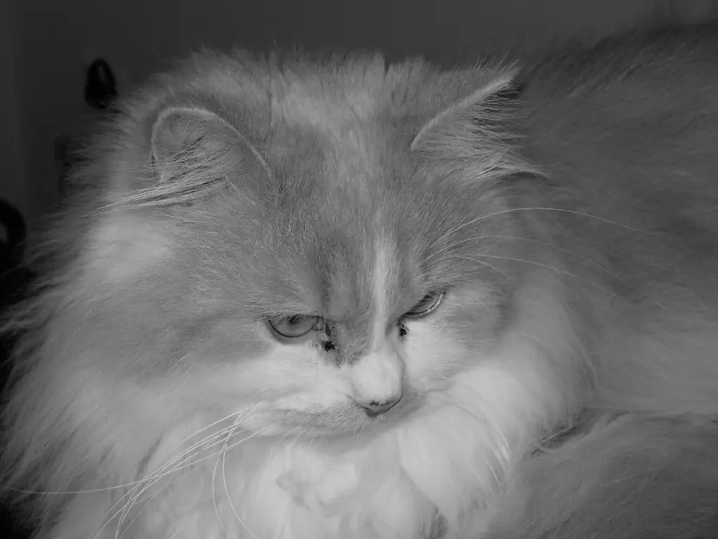 Bild von Leo