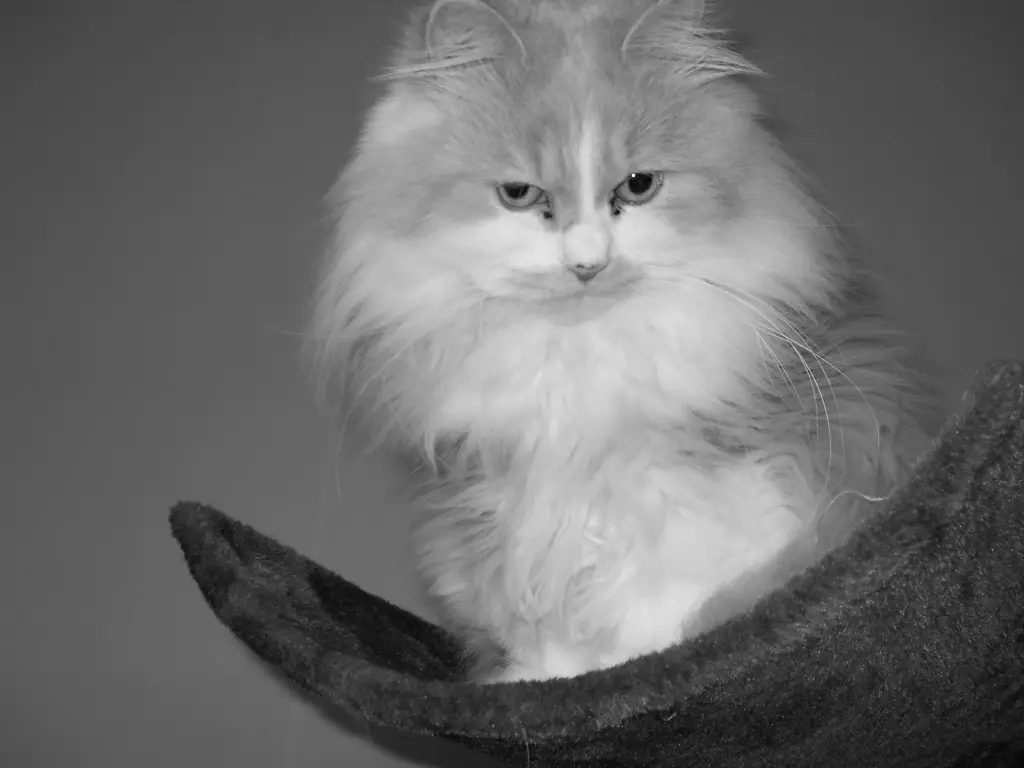 Bild von Leo