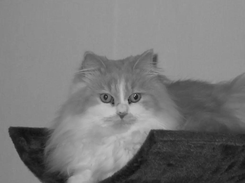 Bild von Leo