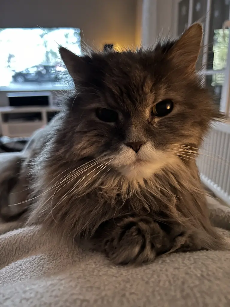 Bild von Rosi