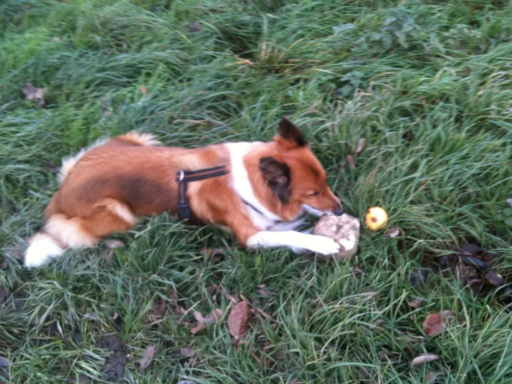 Condolence image of Katharina