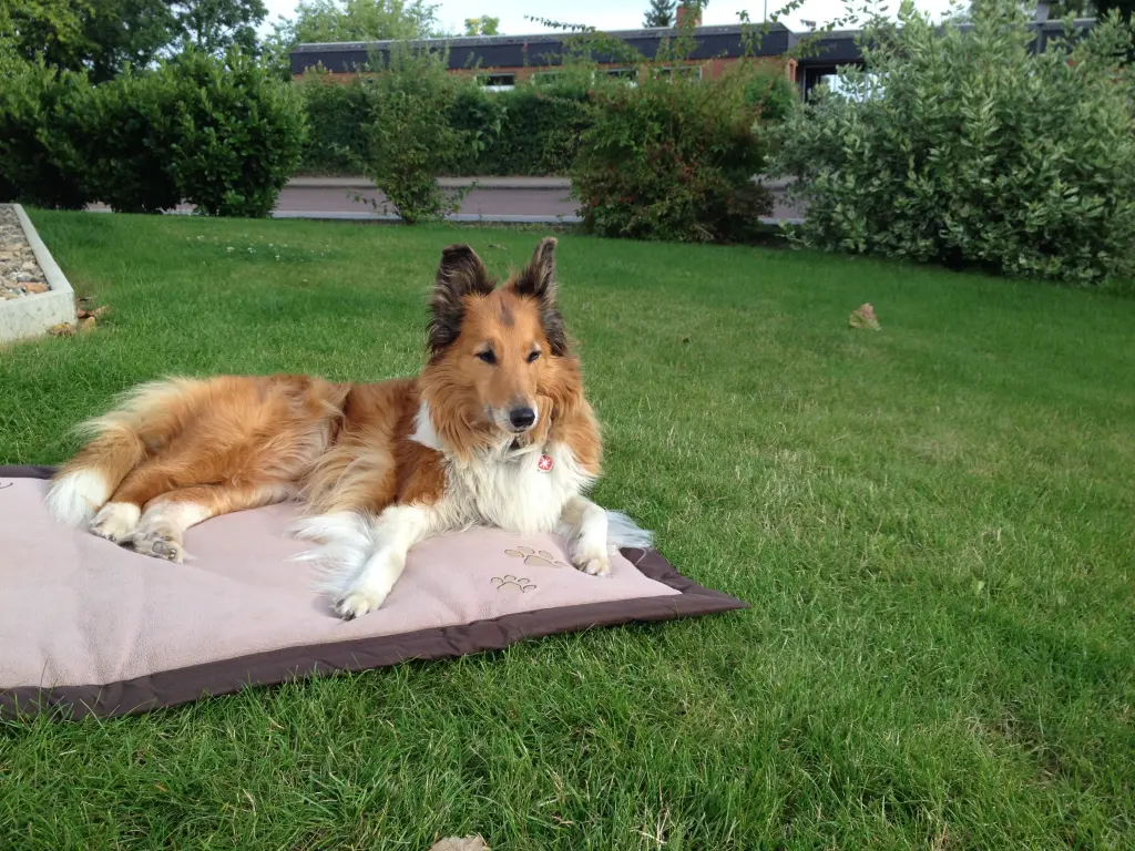 Condolence image of Katharina mit Merle im Herzen