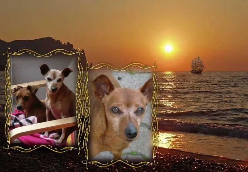 Condolence image of Oscar