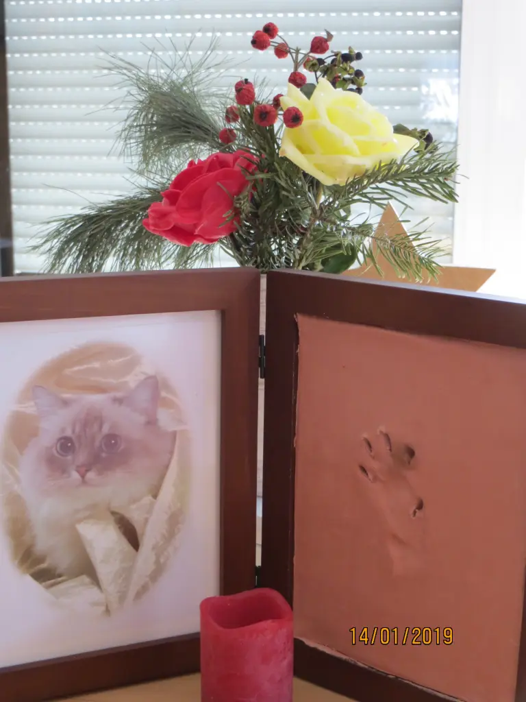 Condolence image of Uschi mit Seelenkatzen Jojo und Merlin