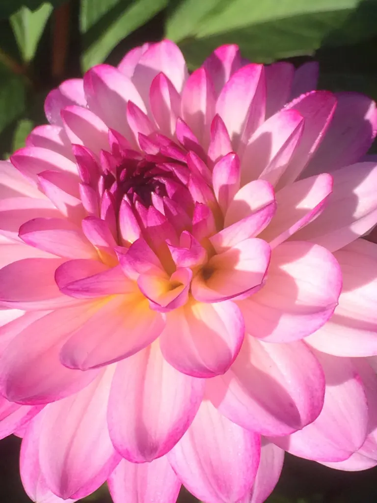 Condolence image of 18 Rosensträuße für Merle