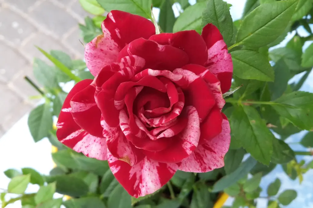 Condolence image of Jutta mit Purzel tief im Herzen ✟ 08.05.2016