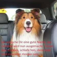 Condolence image of Brigitte mit Nelly, Benny und Axel im Herzen