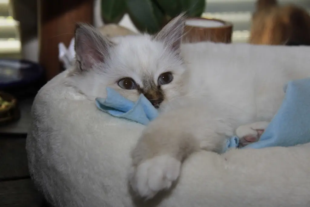 Condolence image of Uschi mit Seelenkatzen Jojo und Merlin