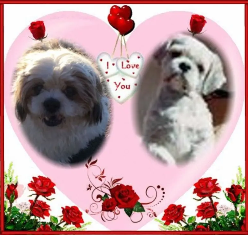 Condolence image of Marika mit Balou und Hippo im Herzen