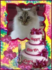 Condolence image of Uschi mit Seelenkatzen Jojo und Merlin