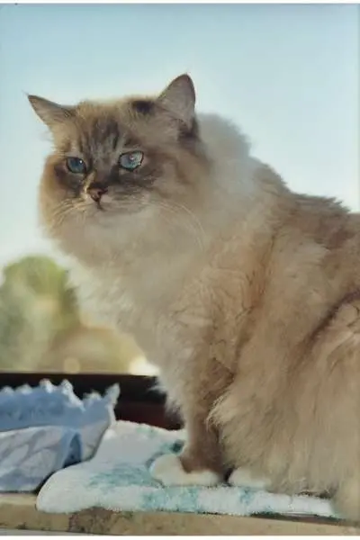 Condolence image of USchi mit Seelenkatzen Jojo und Merlin