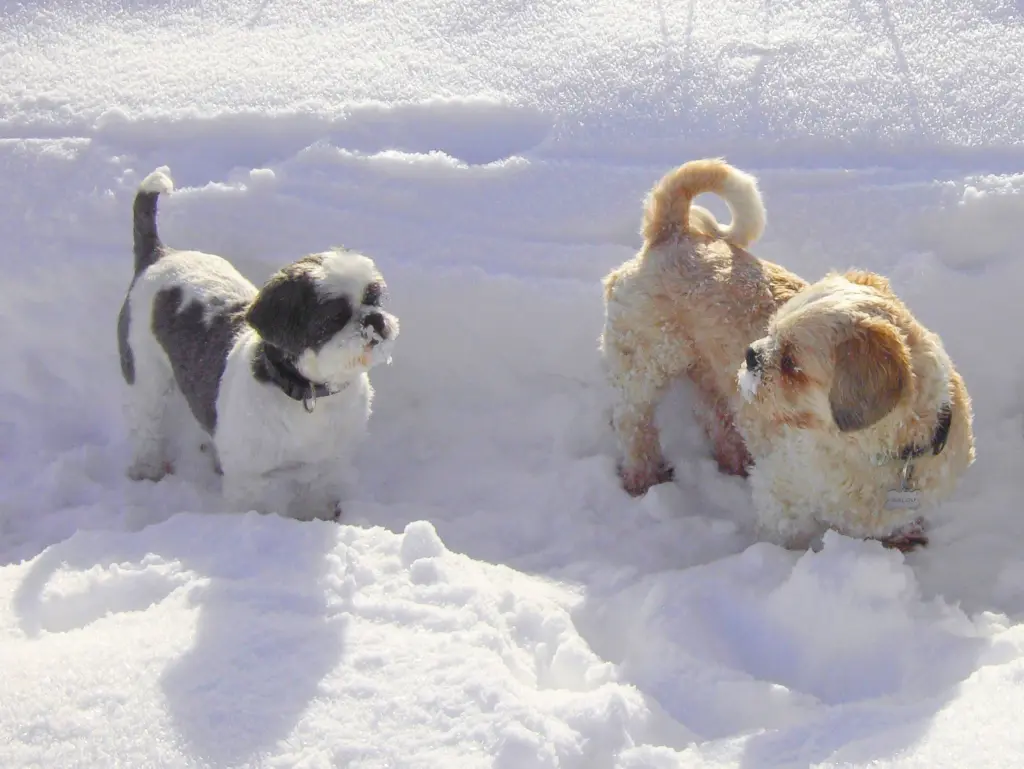 Condolence image of Marika mit Balou und Hippo im Herzen