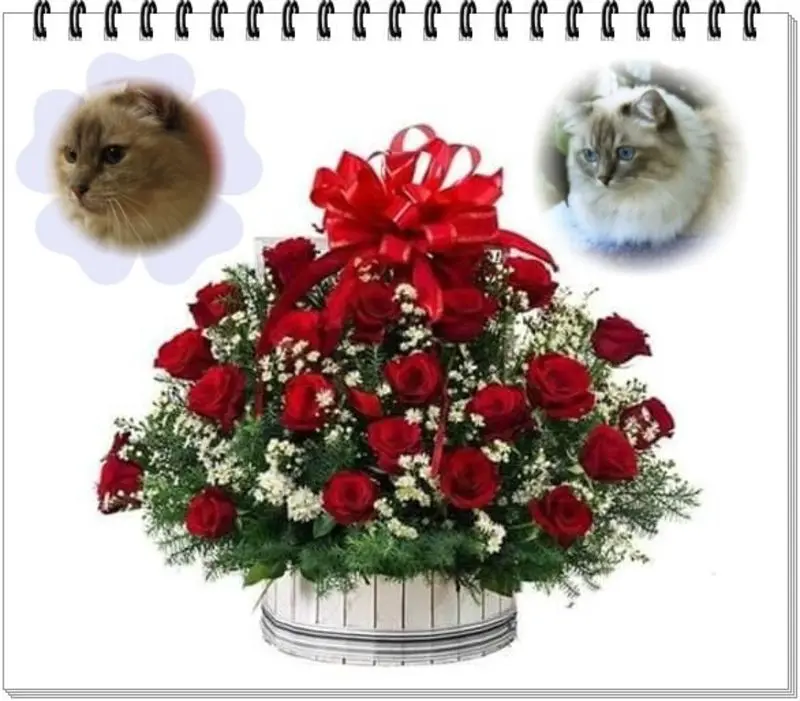 Condolence image of Uschi mit Seelenkatzen Jojo und Merlin