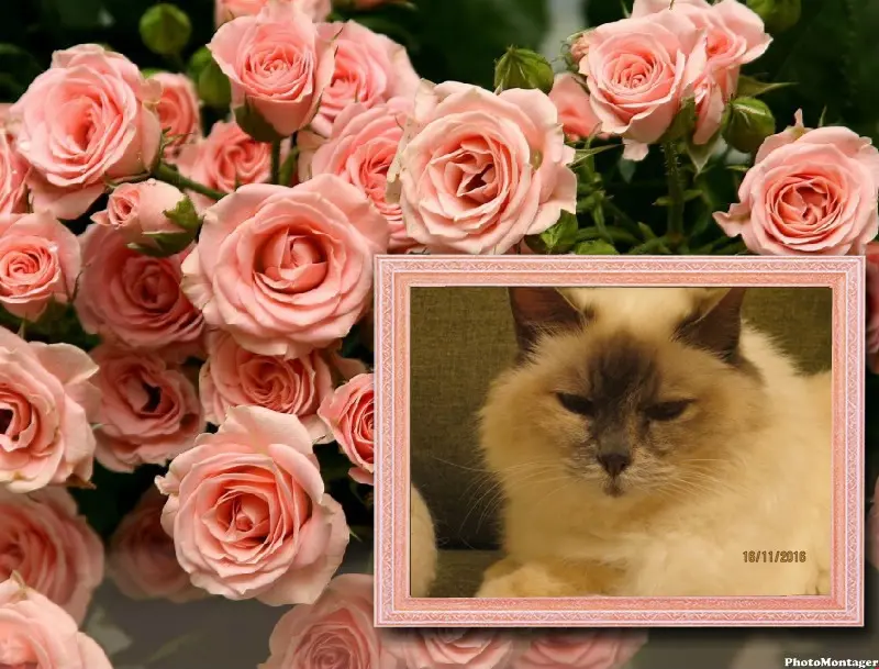 Condolence image of Uschi mitSeelenkatzen Jojo und Merlin