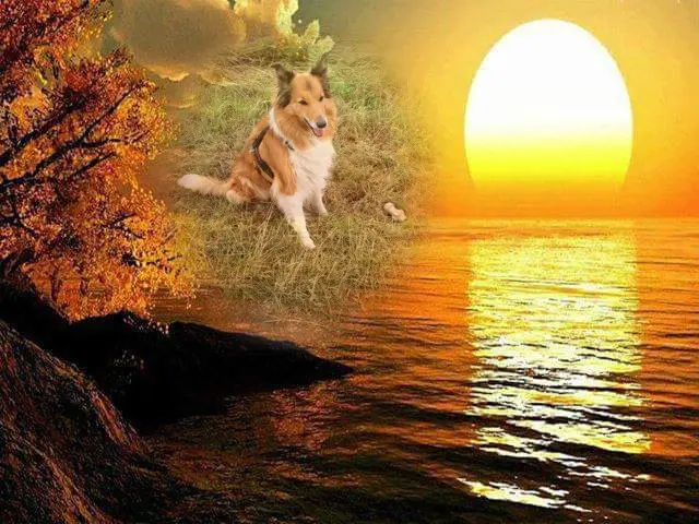 Condolence image of ❤️❤️❤️